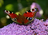Schmetterling u. co33